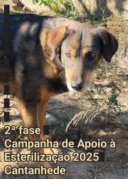 2&ordf; fase da Campanha de Apoio &agrave; Esteriliza&ccedil;&atilde;o de Animais do Munic&iacute;pio de Cantanhede 2025