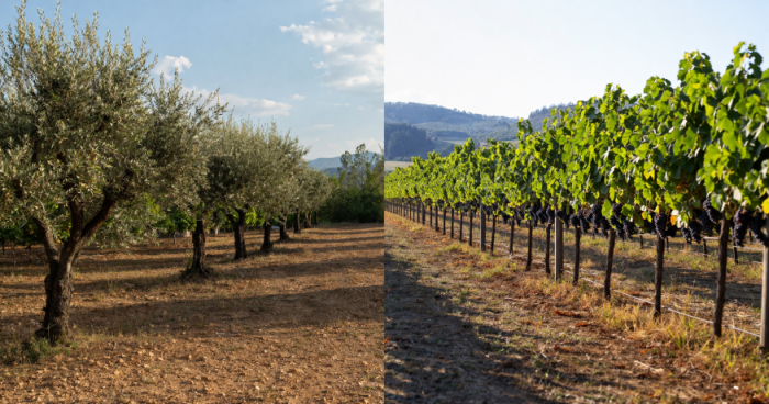 Aviso Agr&iacute;cola &ndash; Circular n.&ordm; 4/2026 (Bairrada)