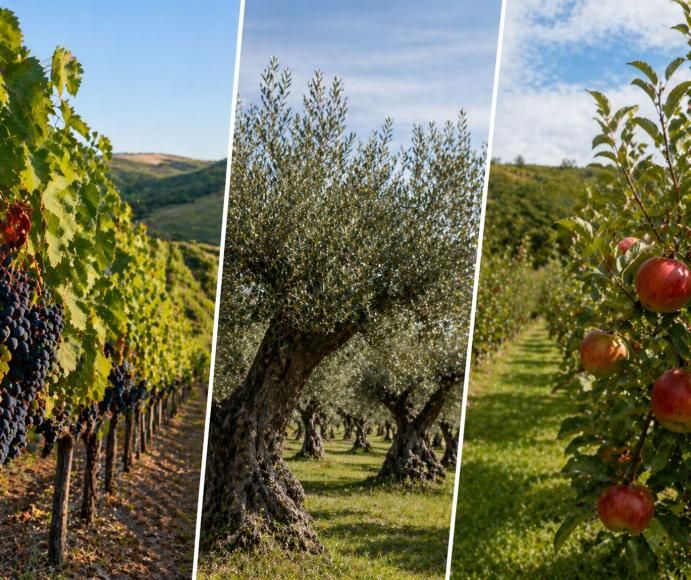 Aviso Agr&iacute;cola &ndash; Circular n.&ordm; 5/2026 (Bairrada)