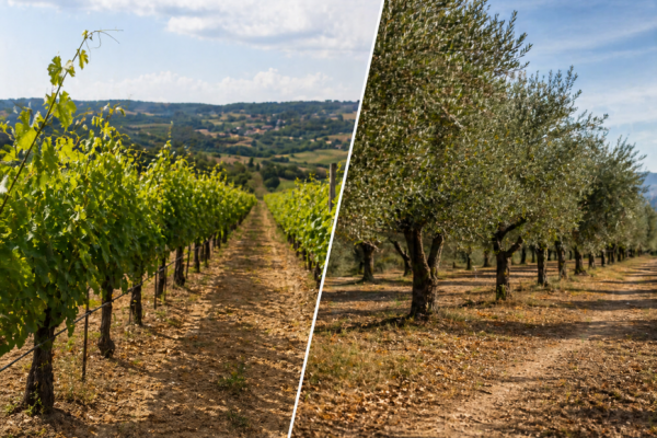 Aviso Agr&iacute;cola &ndash; Circular n.&ordm; 6/2026 (Bairrada)