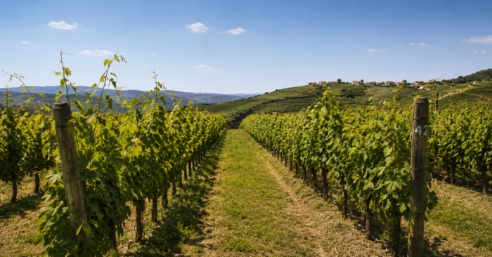 Aviso Agr&iacute;cola &ndash; Circular n.&ordm; 8/2026 (Bairrada)